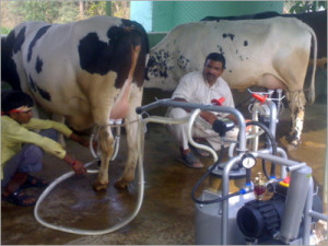 Cow Milking