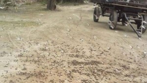 image55ba27cce682e5.77283222