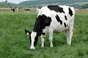 vaca holando