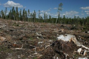 deforestation
