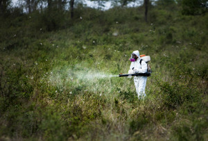 Frías, Santiago del Estero. Agente del Senasa realiza la fumigación mediante la aplicación manual con mochilas pulverizadoras, con el fin de minimizar la formación de mangas de langostas (que se encuentran en estado adultas voladoras) y en el marco del incremento de las acciones del Senasa para disminuir la población de la plaga.