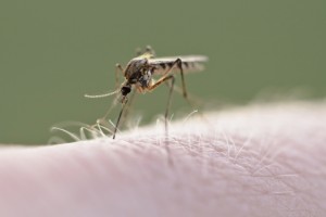 dengue_1